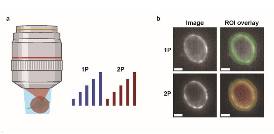 Comparison of one-photon (1P) and two-photon (2P) brightness and sensitivity of fluorescent voltage indicators