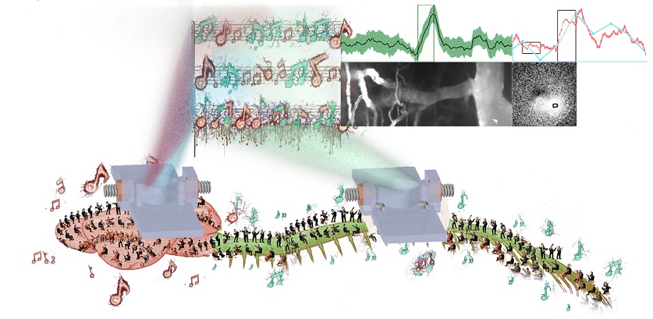 Brain-spinal cord duet's neurodynamic symphony is now accessible to scientists via novel multi-organ implants