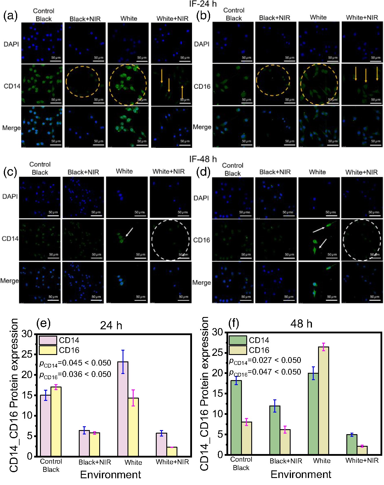 Immunofluorescence detection of BV-2 microglia in different light treatments