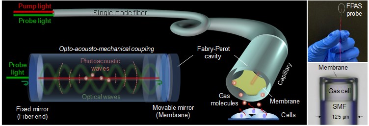 The miniaturized all-fiber photoacoustic spectrometer 