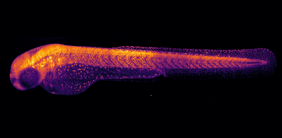 a zebrafish embryo