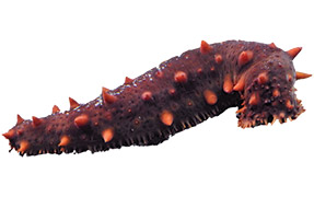 sea cucumber