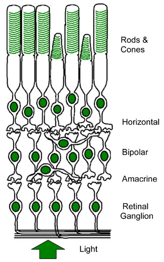 Retina