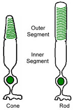 Photoreceptors